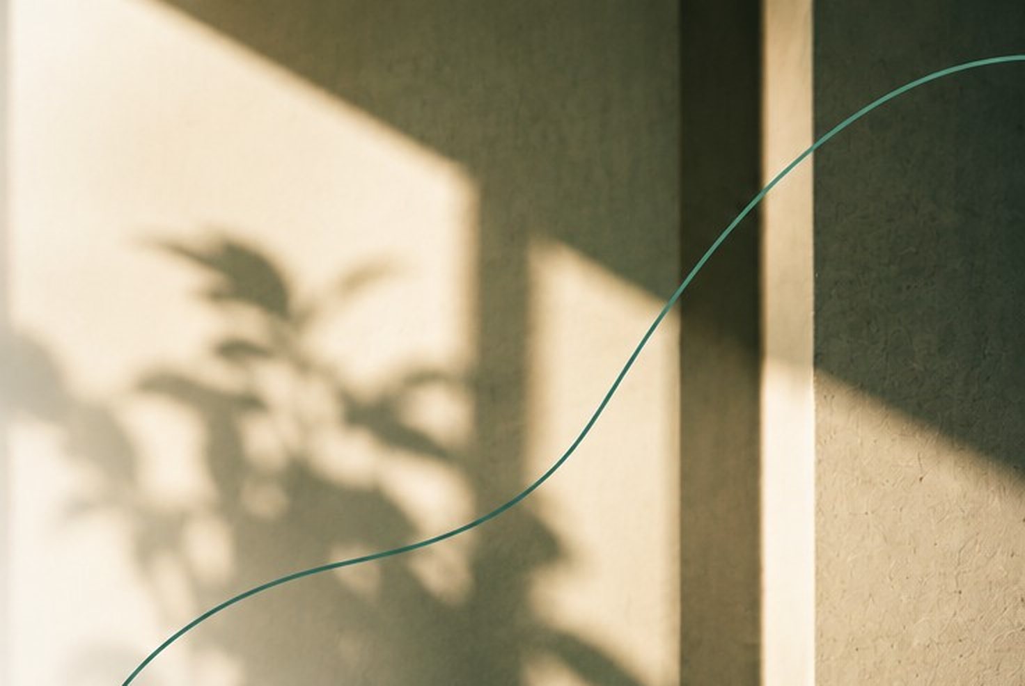Soft morning light and the shadow of a plant on a plain wall, with a single green line rising across it.